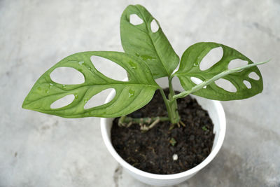 High angle view of potted plant