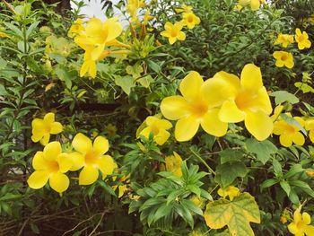 Close-up of yellow crocus flowers blooming on field