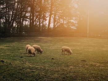 Sheep grazing in a field