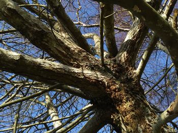 Low angle view of bare tree against sky