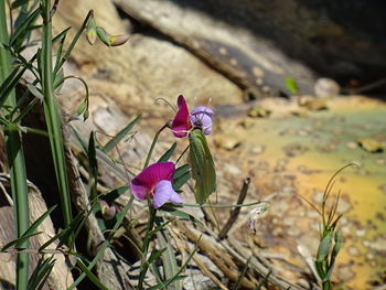 Close-up of pink flowers blooming outdoors