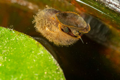 Close-up of insect on leaf