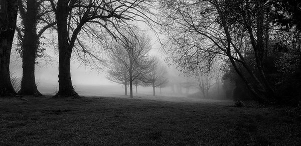 Trees on field in forest