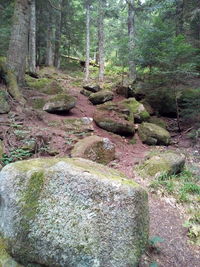 Moss growing on rocks in forest