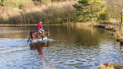 A horse and rider walking in a lake in the snowdonia national park in north wales, uk.