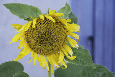 Close-up of sunflower