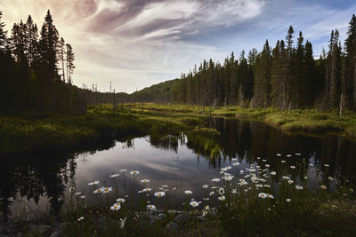 Reflection of trees in lake against sky