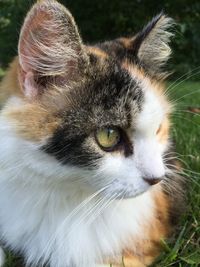 Close-up portrait of cat