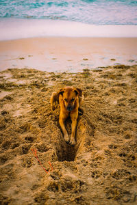 Dog on the beach