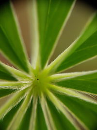 Full frame shot of cactus