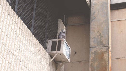 Low angle view of statues on wall of building