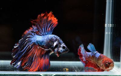 Close-up of two birds in water