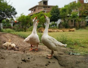 Flock of birds on the land