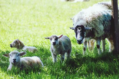 Sheep in a field