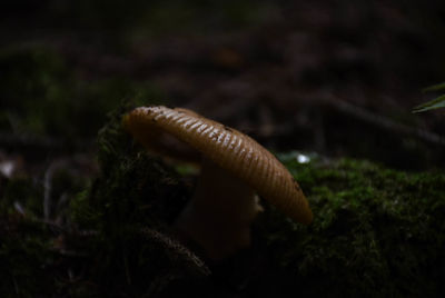 Close-up of a mushroom