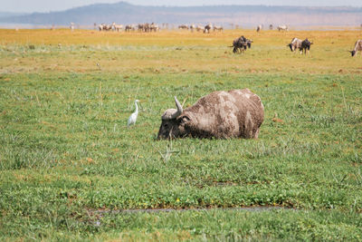 A buffalo covered in mud foraging at enkongo narok swamp at amboseli national park in kenya