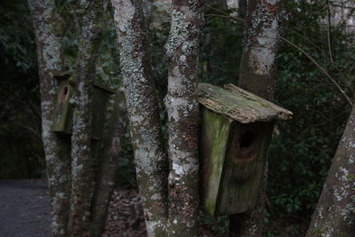 Close-up of mushrooms growing in forest