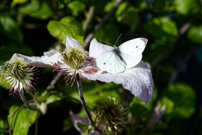 Close-up of butterfly on white flower