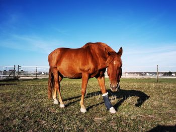 Horse standing in field against sky