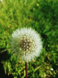 Close-up of dandelion