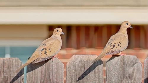 Close-up of bird perching on wood