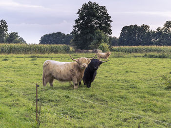 Sheep grazing on field