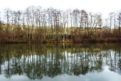 Reflection of trees in lake