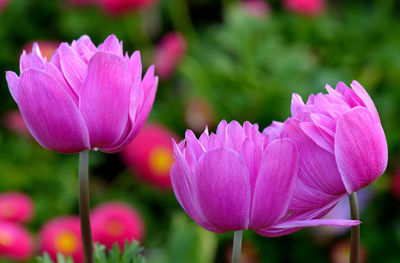 Close-up of pink flowering plant on field