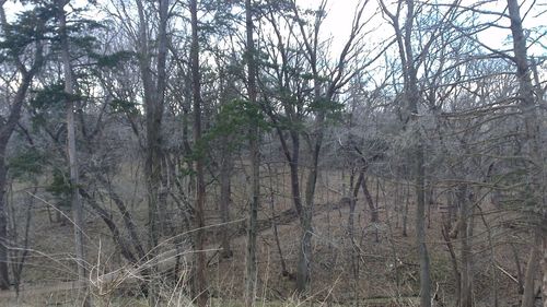 Bare trees in forest