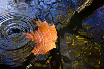 High angle view of leaf floating on water