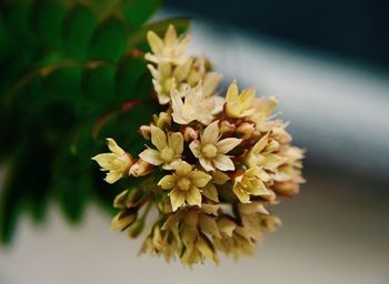 Close-up of white flower