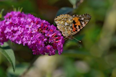 Close-up of butterfly pollinating on purple flower