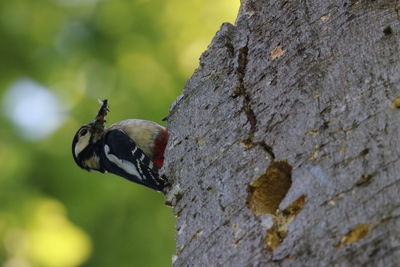 Close-up of an insect on tree trunk