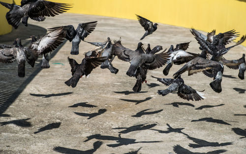 Flock of pigeons