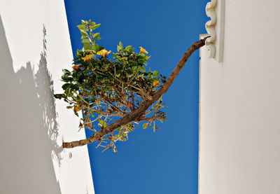 Low angle view of plant against clear sky