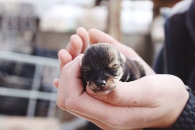 Close-up of hand holding puppy
