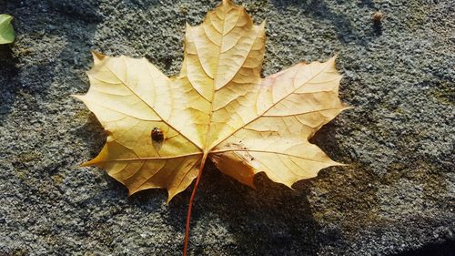 Close-up of yellow maple leaf during autumn