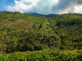 Scenic view of forest against sky