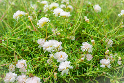 Close-up of white flowering plants on field