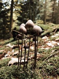 Close-up of mushroom growing on field