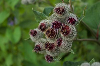 Close-up of wilted plant