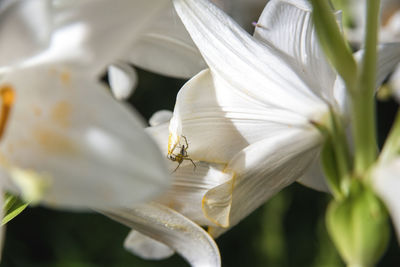 Close-up of insect on white flower