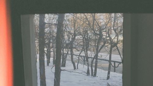 Bare trees seen through window during winter