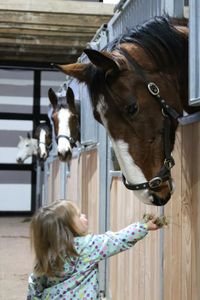 Cute girl feeding horse in stable