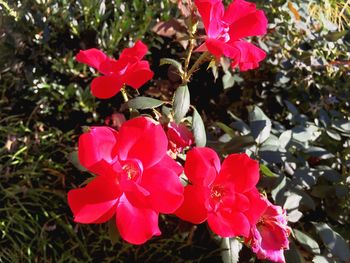 Close-up of pink flowers