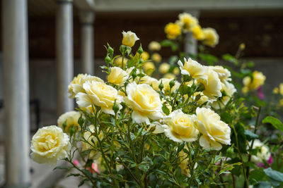 Close-up of yellow flowering plant