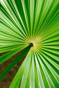 Full frame shot of palm leaf