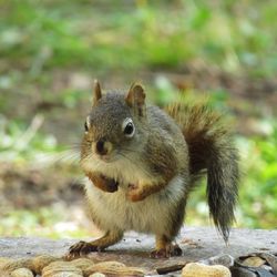 Close-up portrait of squirrel on rock