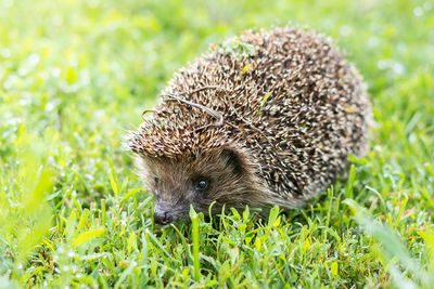 Close-up of an animal on grass