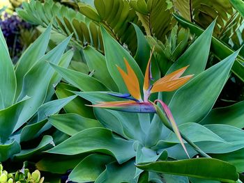 Close-up of flowering plant